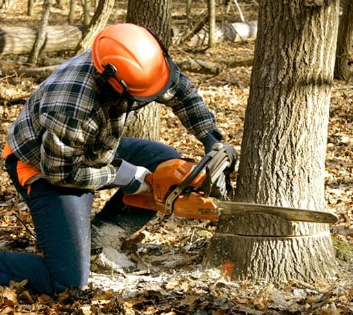 Tree Removal in Arcadia, KS